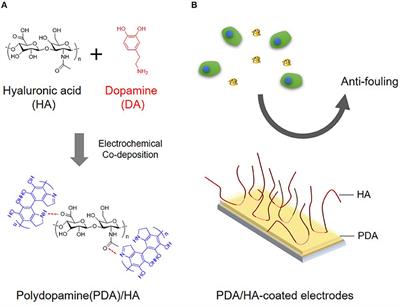 Electrochemical Co-deposition of Polydopamine/Hyaluronic Acid for Anti-biofouling Bioelectrodes